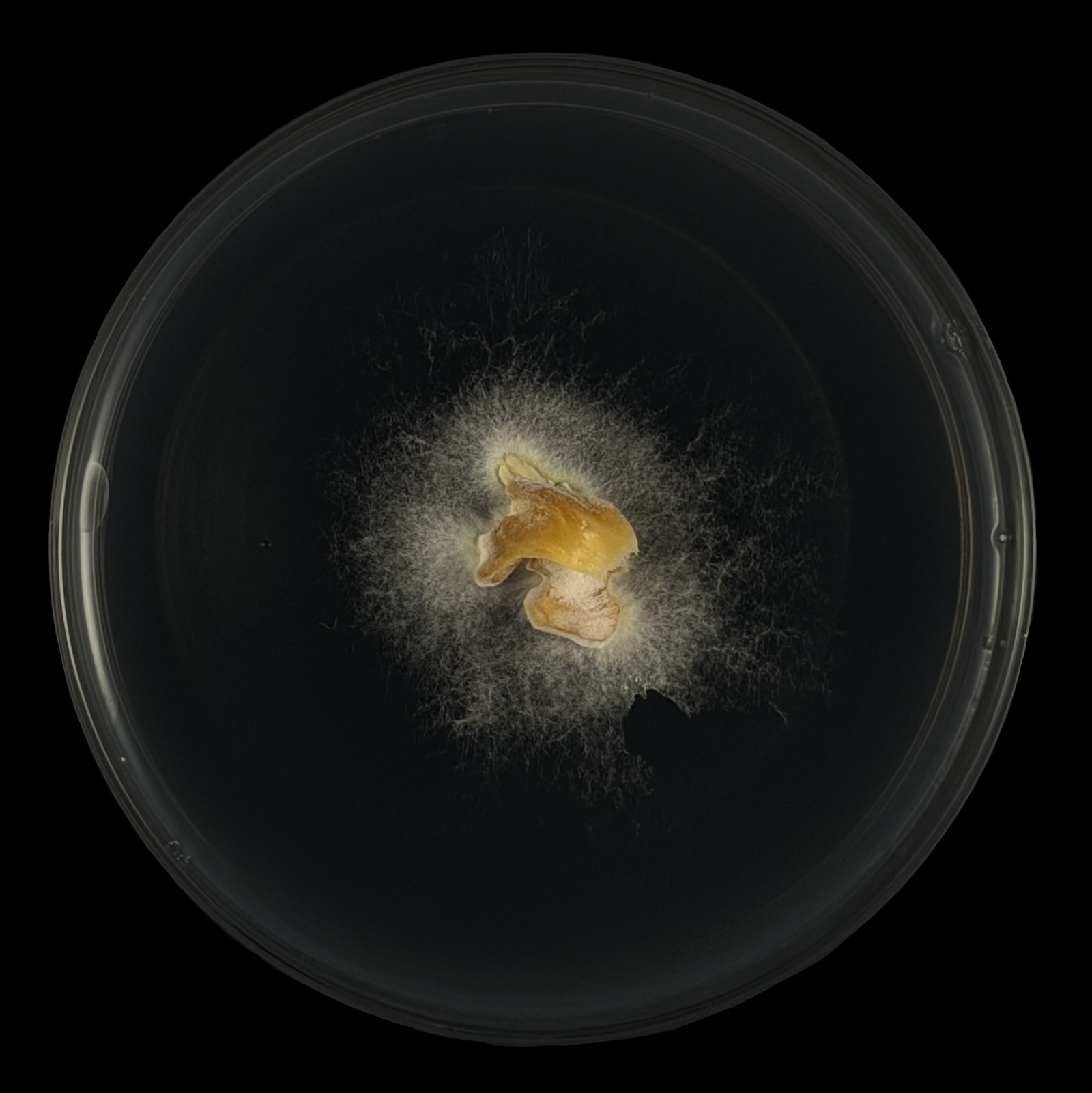Shiitake petri dish