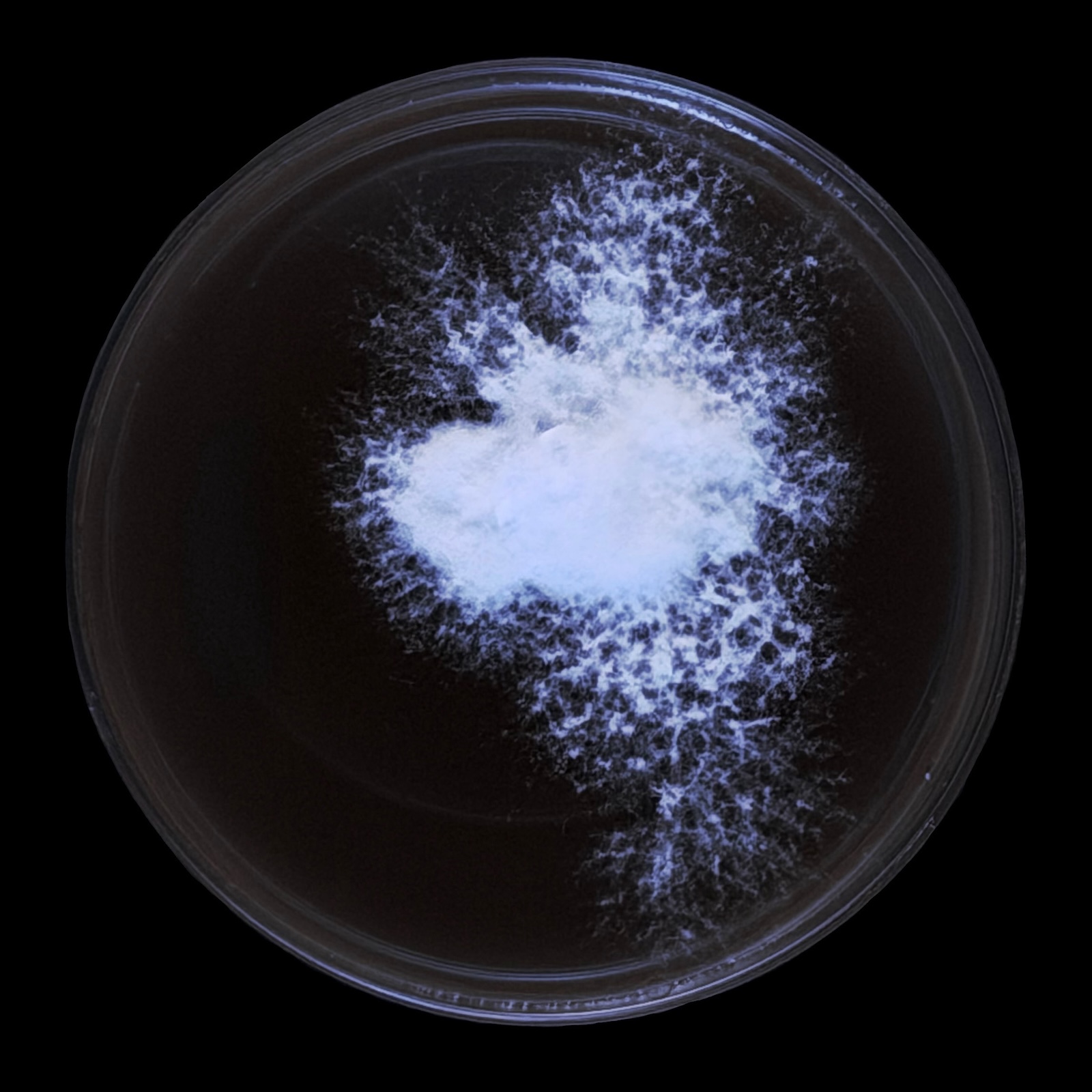 Black Oyster petri dish