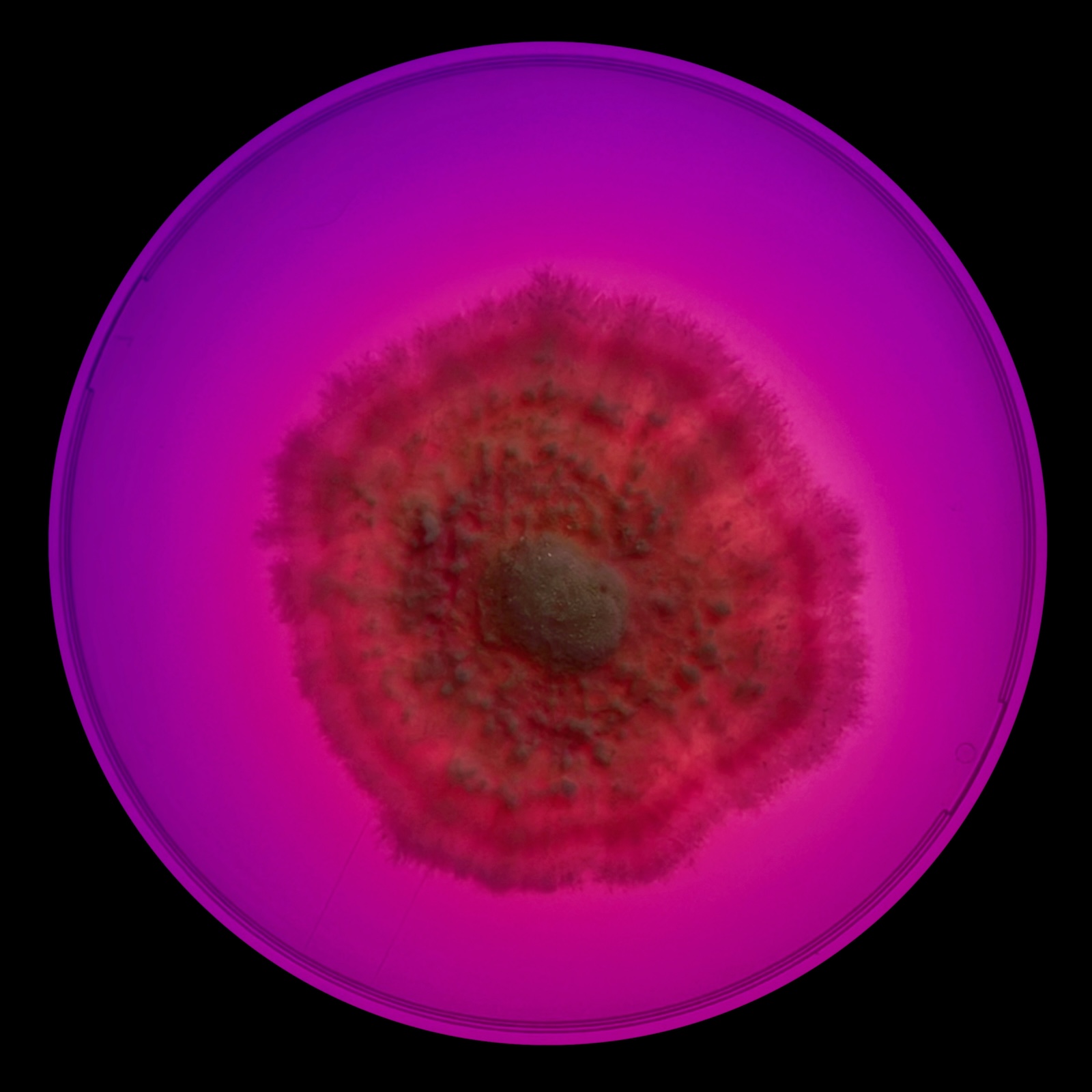 Lion’s Mane Day 37